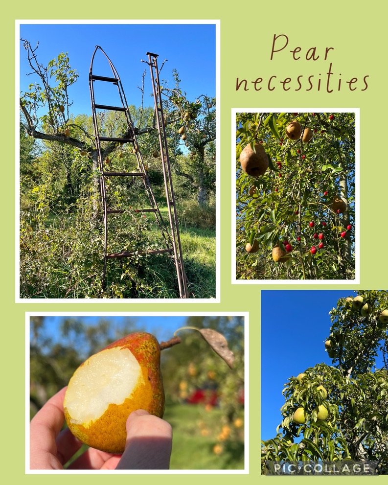 Österlen Harvest